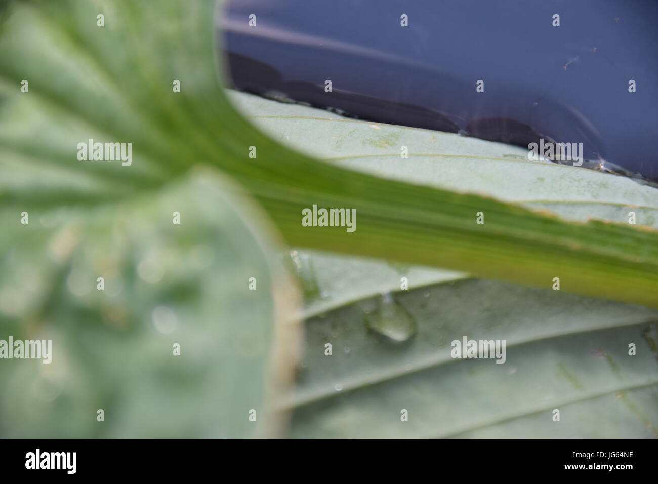 Hosta, green leaves with water and Lotus effect, blaue gelbrand Funkie Stock Photo