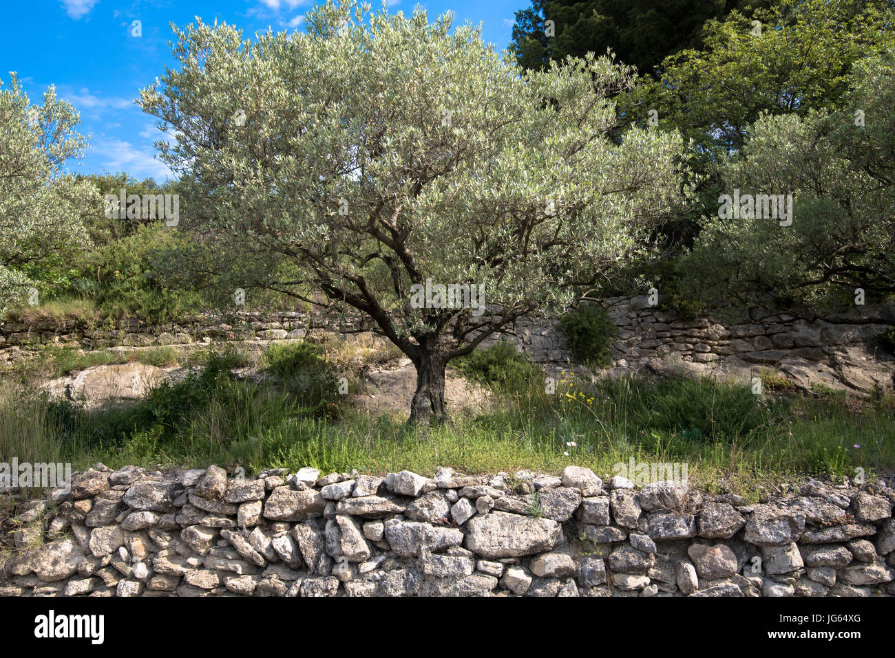 Olive tree stone wall hi-res stock photography and images - Alamy