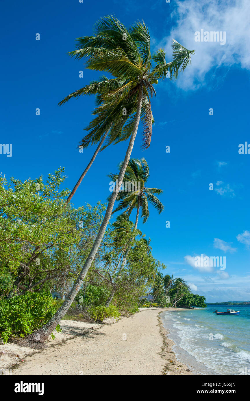 Palm fringed white sand beach on an islet of Vava´u, Vavau islands ...