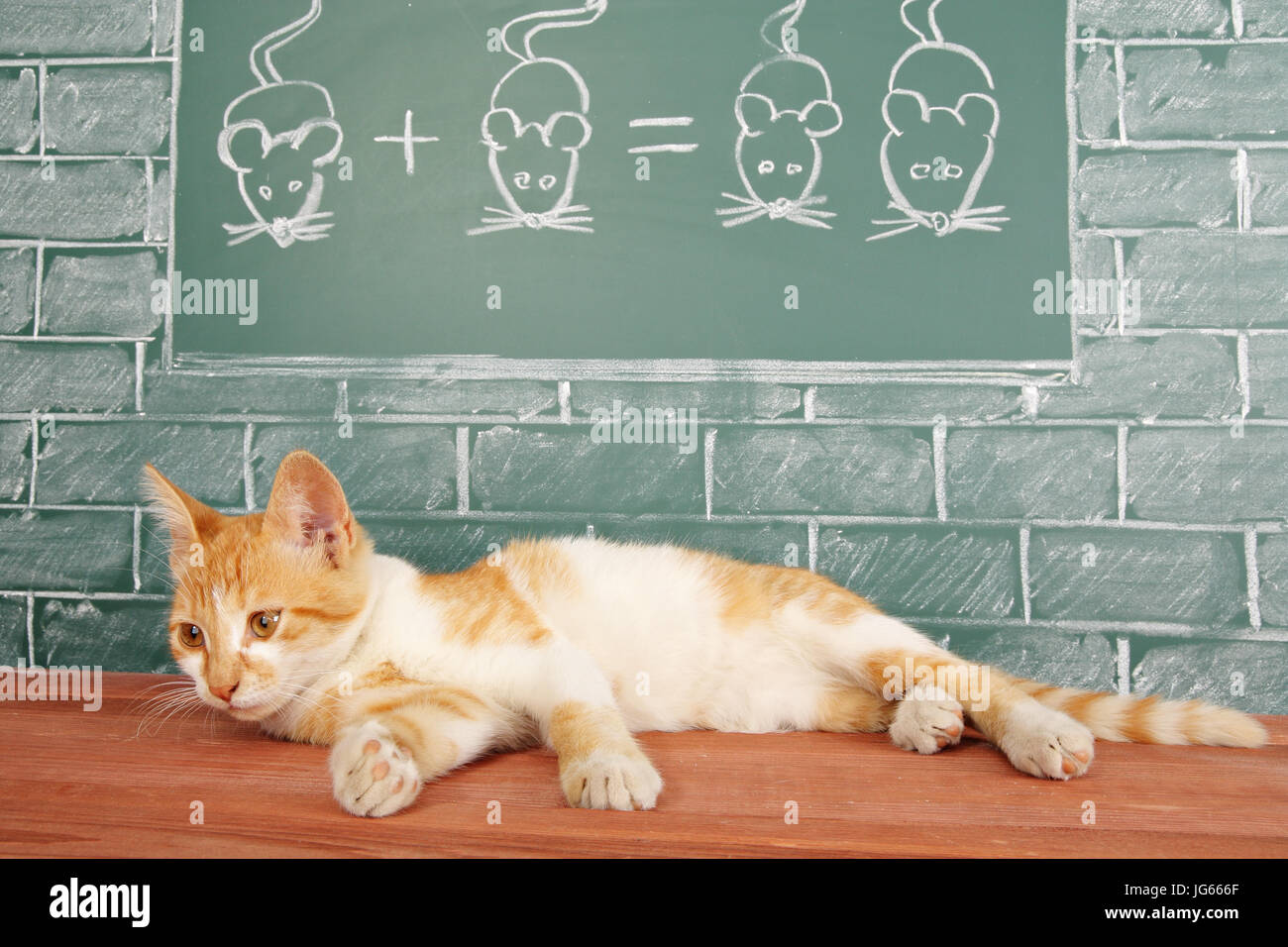 белый кот математика. рисунок кошачья математика. кот у доски. котик математик. математический кот.