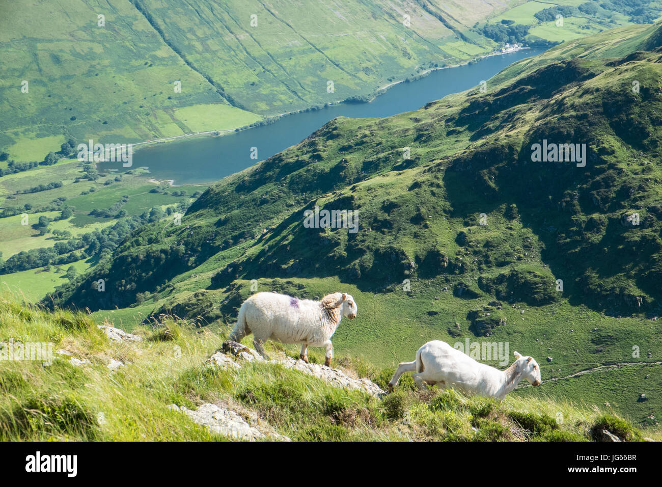 Sheep,grazing,Tal-Y-Llyn,lake,behind,Cadair Idris,Cader,Cadair,Snowdonia,National,Park,Gwynedd,Wales,Welsh,rural,mountain,outdoors,U.K.,UK,GB,Europe, Stock Photo