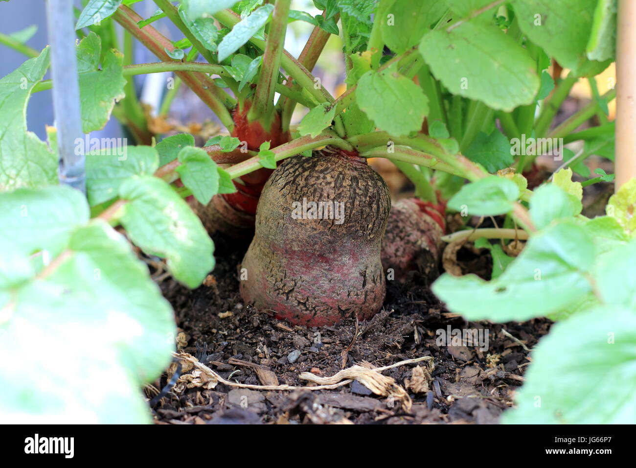 Overgrown old  Raphanus raphanistrum or known as Radish growing in the ground Stock Photo