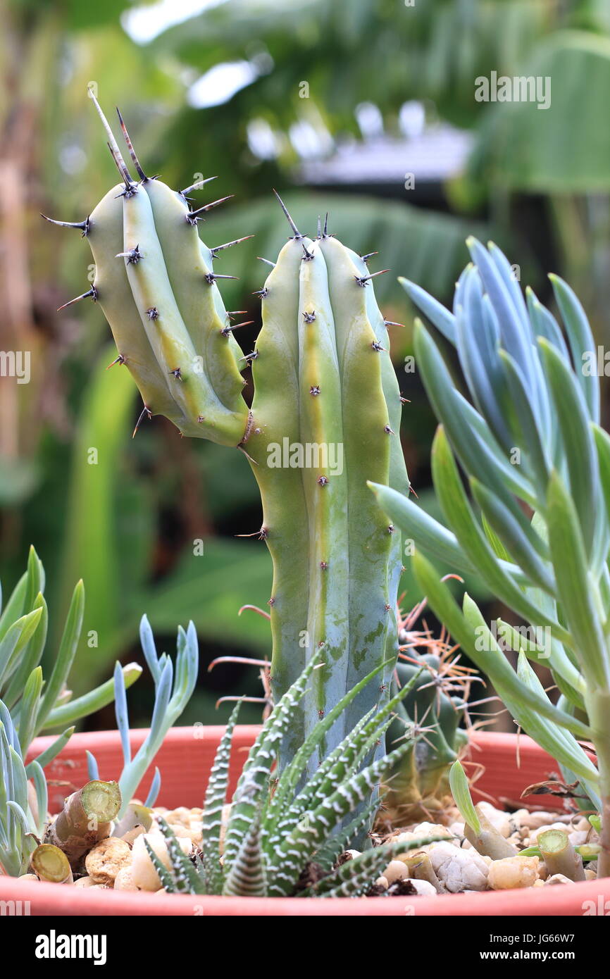 Myrtillocactus geometrizans or known as The Blue Torch cactus Stock