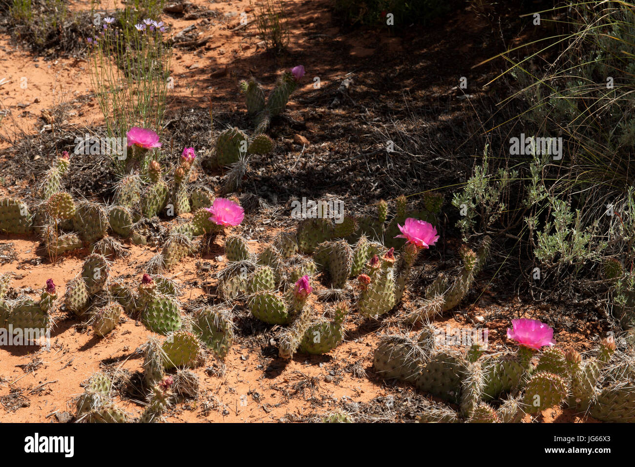 Pricklypear cacti (Opuntia polyacantha) in bloom in the Grand Staircase-Escalante National Monument, Utah Stock Photo