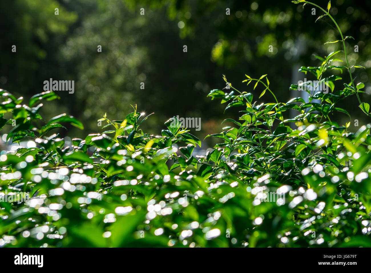 green texture background - leaves close up Stock Photo - Alamy
