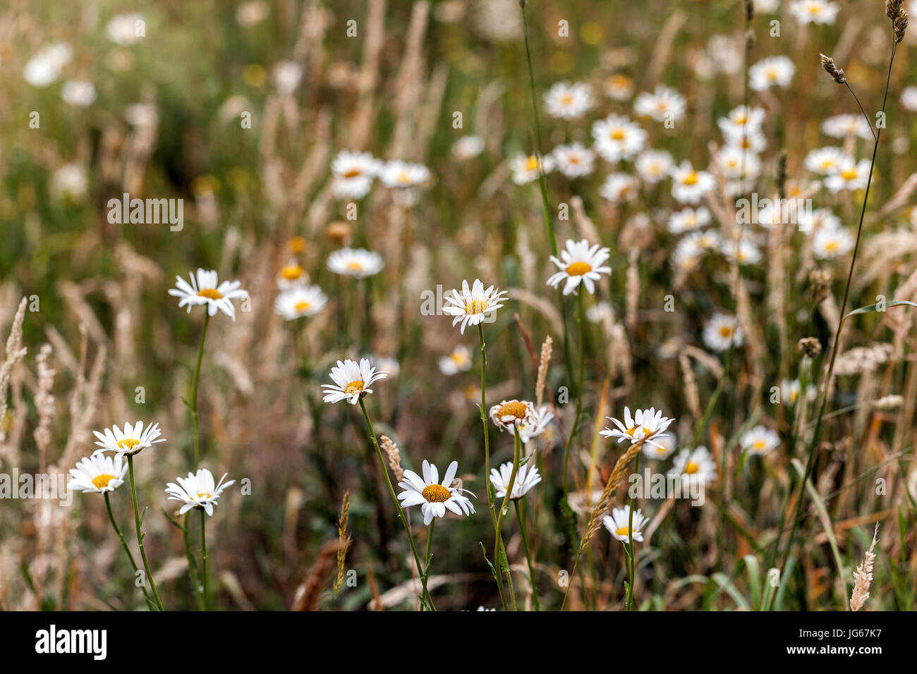 Leucanthemum vulgare, the ox-eye daisy or oxeye daisy, meadow flowers Stock Photo