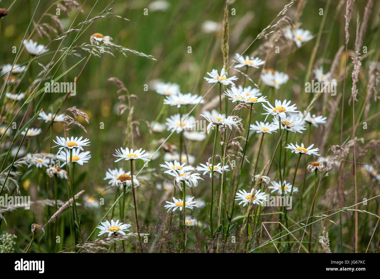 White daisy, oxeye daisy, Wildflowers meadow flowers in June Stock ...