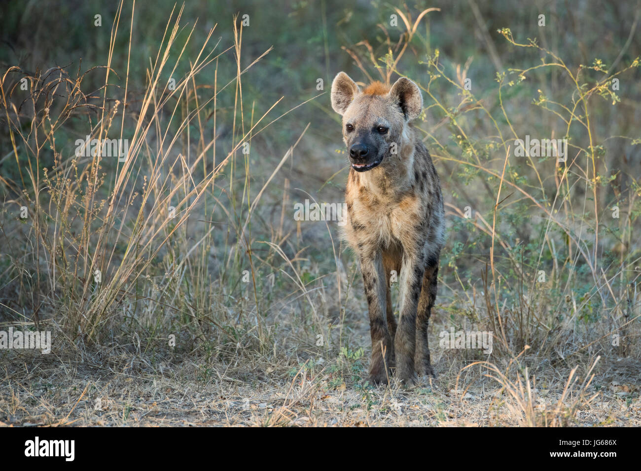 Zambia South Luangwa National Park Spotted Hyena WILD Crocuta zambia-south-luangwa-national-park-spotted-hyena-wild-crocuta