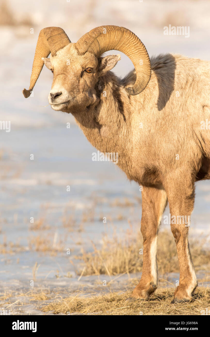 Portrait of bighorn sheep ram in snow on National Elk Refuge in winter Stock Photo