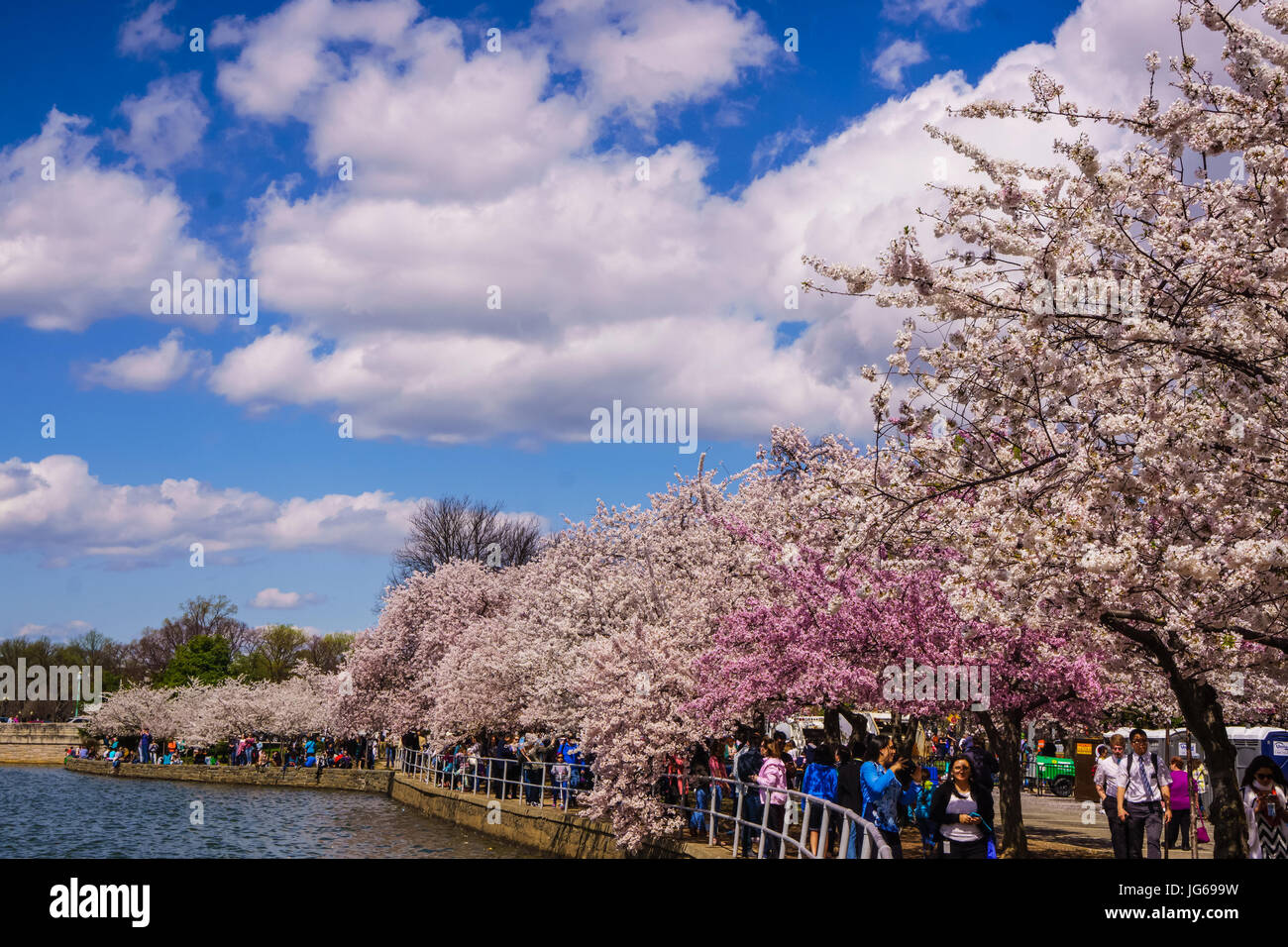 National Cherry Blossom Festival in Washington, DC Stock Photo Alamy