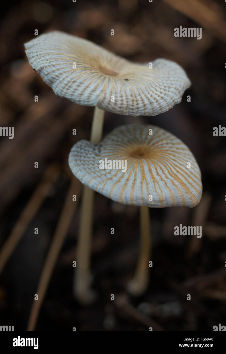 Marasmus mushrooms (Marasmioid Mushrooms). Stock Photo