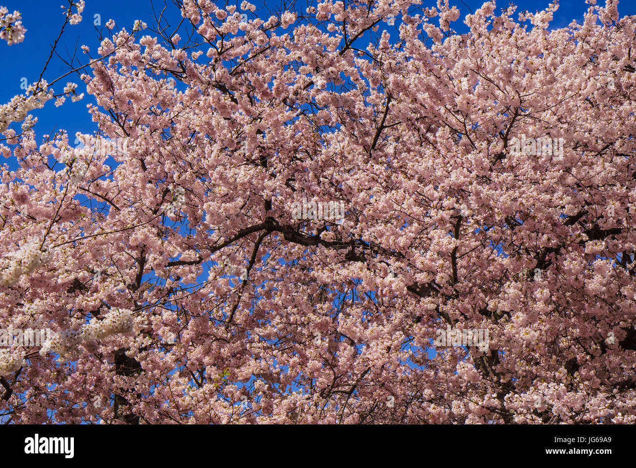 National cherry blossom festival 2026 dates washington dc