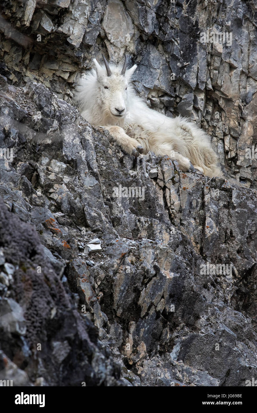 Mt. Goat kid on rock resting Stock Photo - Alamy