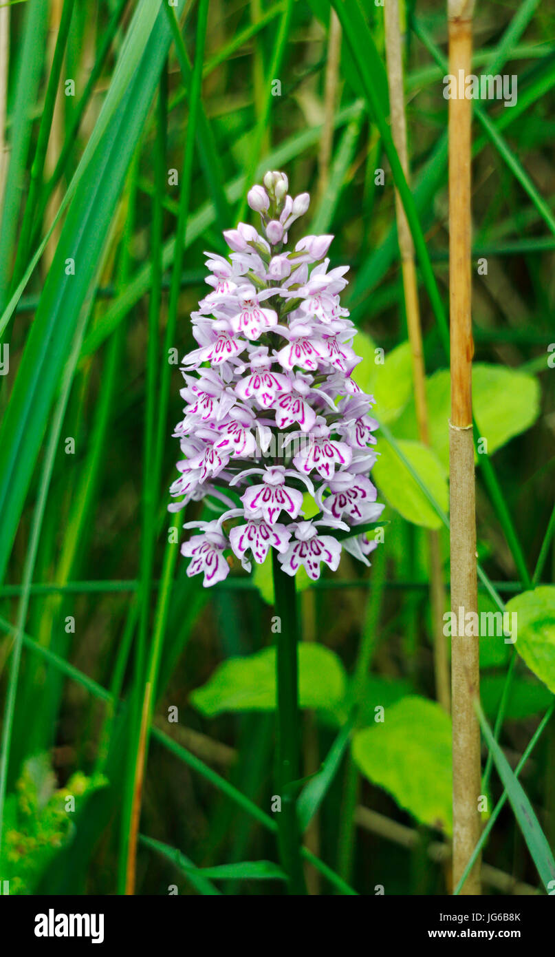 A Common Spotted Orchid, Dactylorhiza fuchsii, flower spike on Southrepps Common, Norfolk, England, United Kingdom. Stock Photo