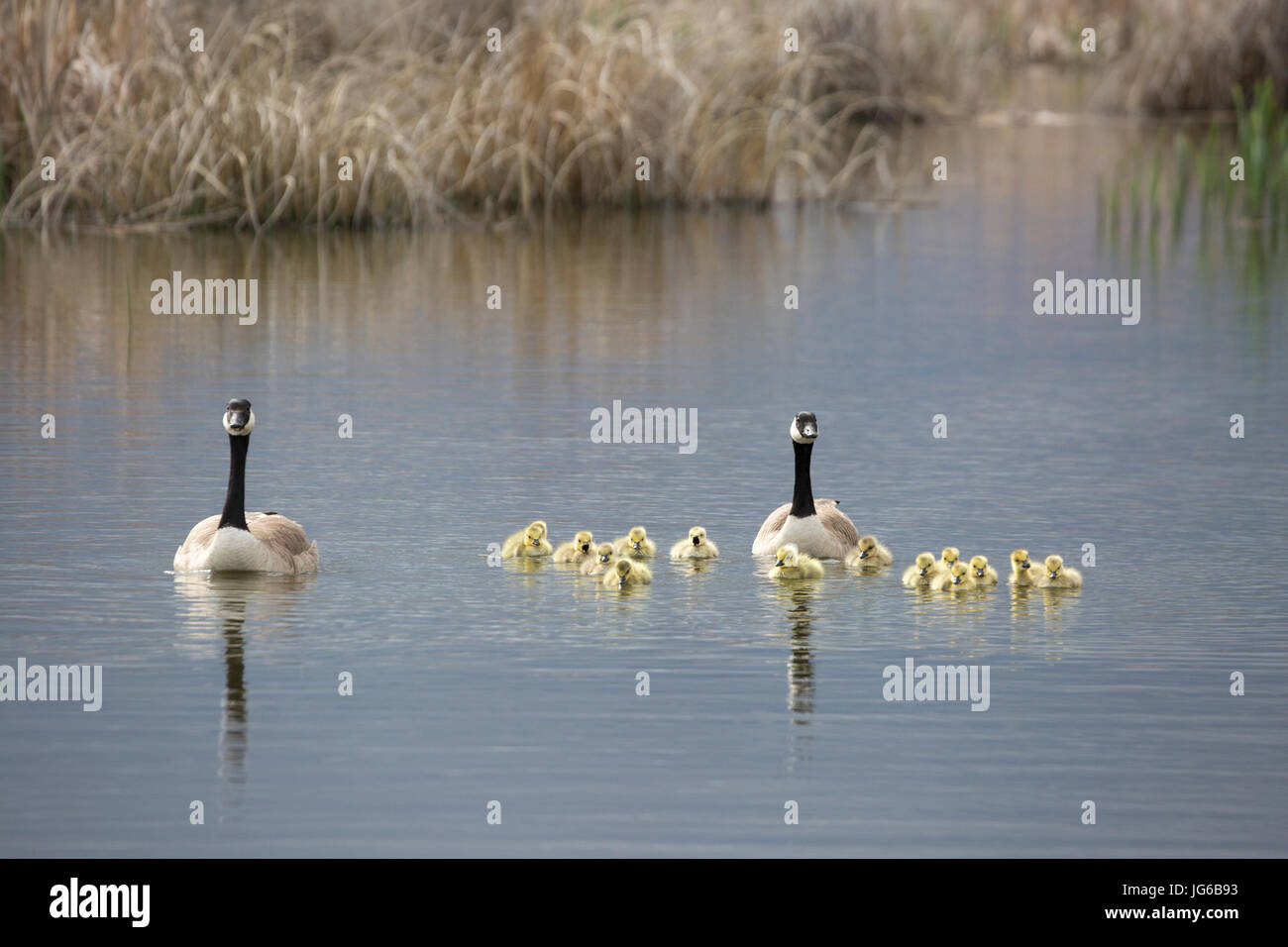 Canada geese swimming with creche of goslings in Frank Lake Conservation Area, a North American Waterfowl Management Plan project Stock Photo
