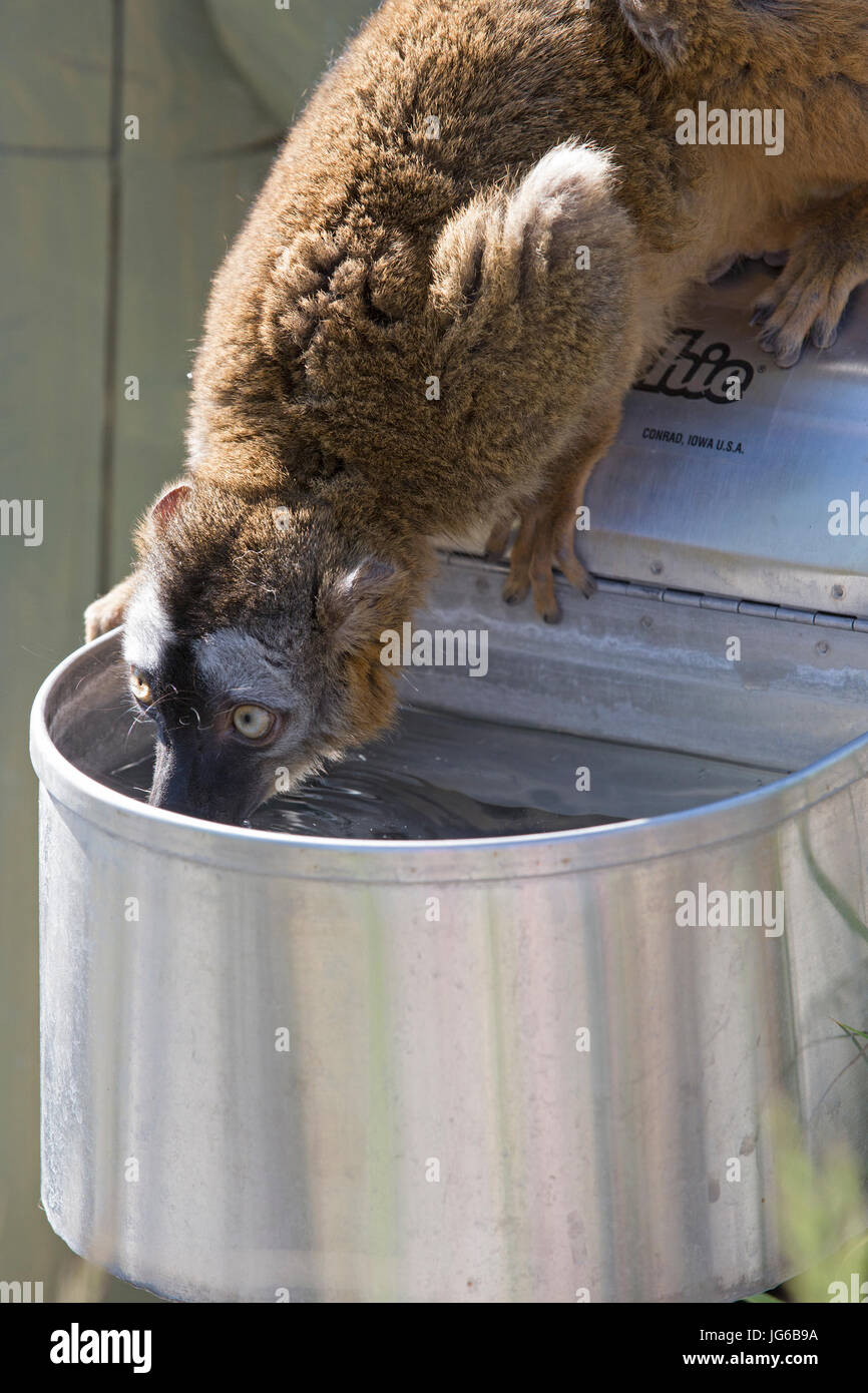 Red-Fronted Lemur (Eulemur rufifrons) drinking from water bowl Stock Photo