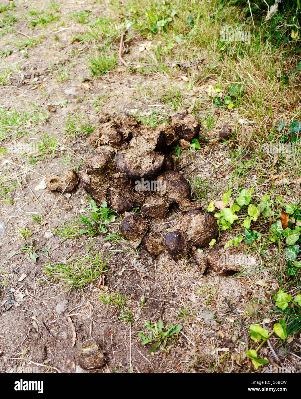 Animal droppings hires stock photography and images Alamy