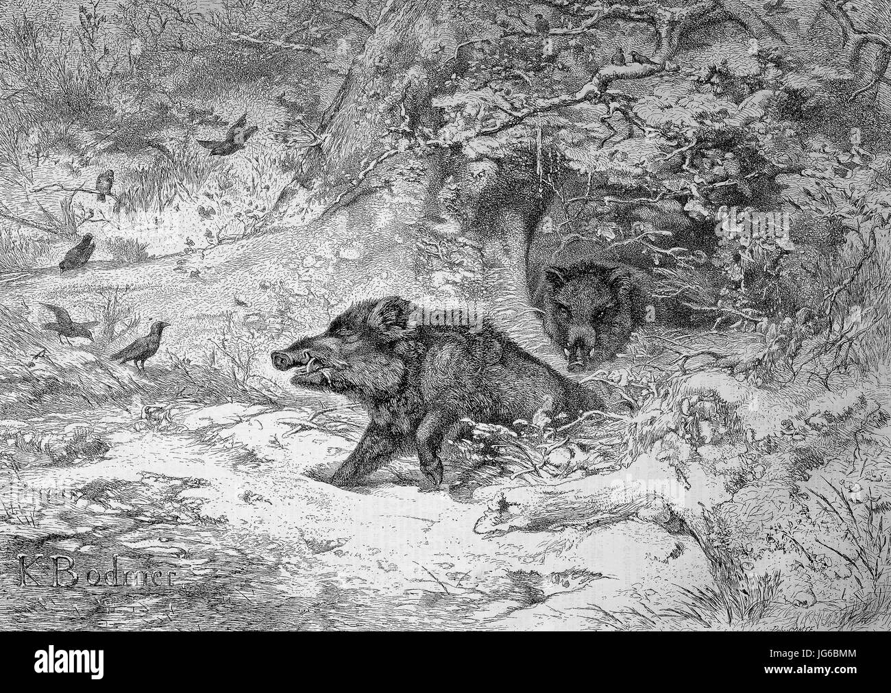 Digital improved:, wild boar, Sus scrofa, also the wild swine or Eurasian wild pig in a wood in Austria, illustration from the 19th century Stock Photo