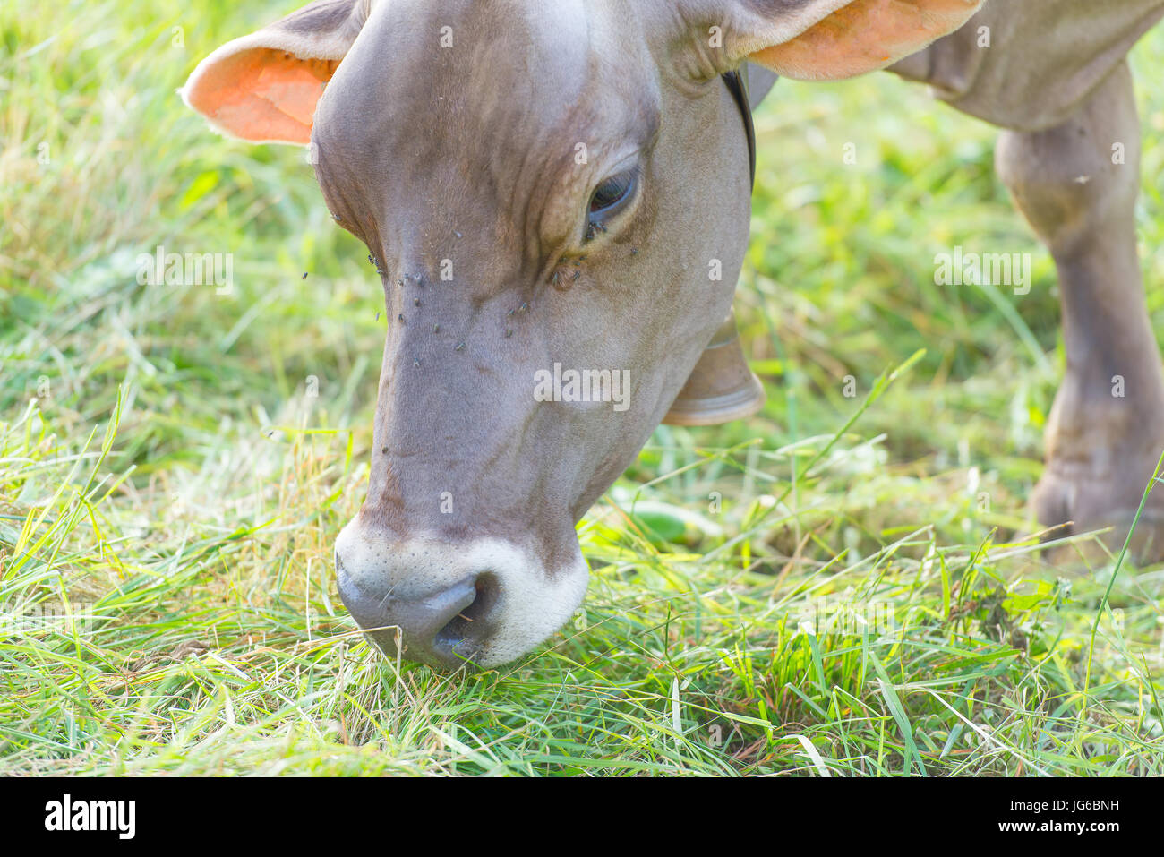 Cow eating grass in the meadow in Italy Stock Photo - Alamy