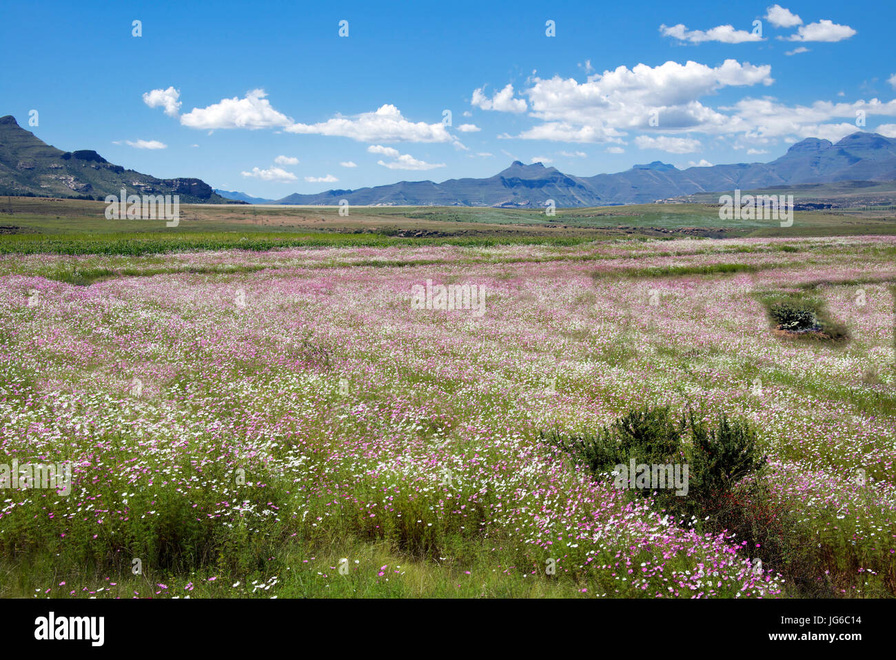 Wild flowers Clarens Free State South Africa Stock Photo