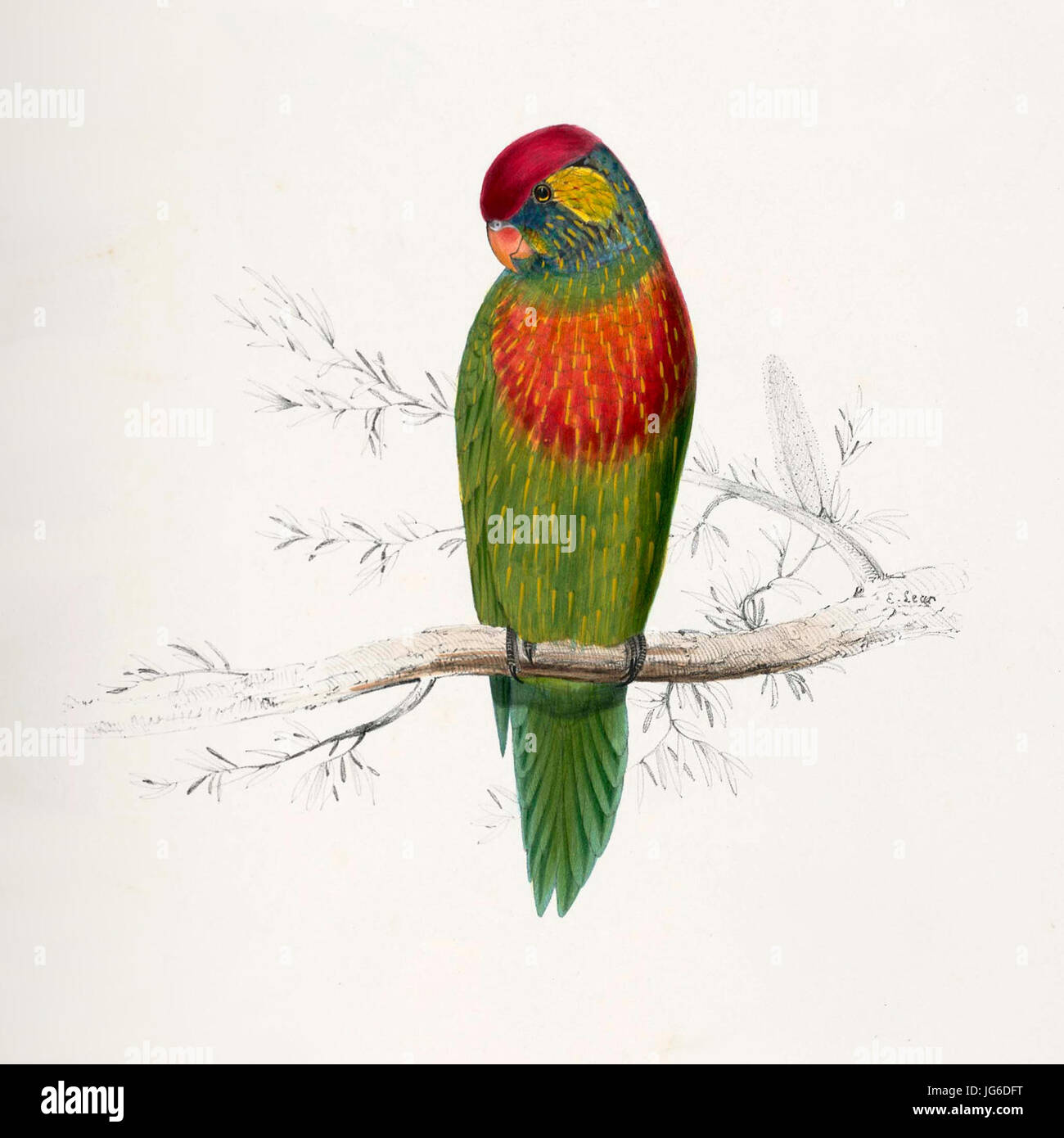 Psitteuteles versicolor hires stock photography and images Alamy