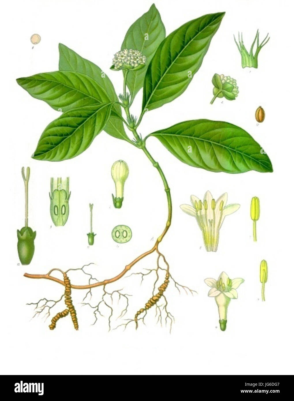 Psychotria ipecacuanha - Köhler-s Medizinal-Pflanzen-251 Stock Photo