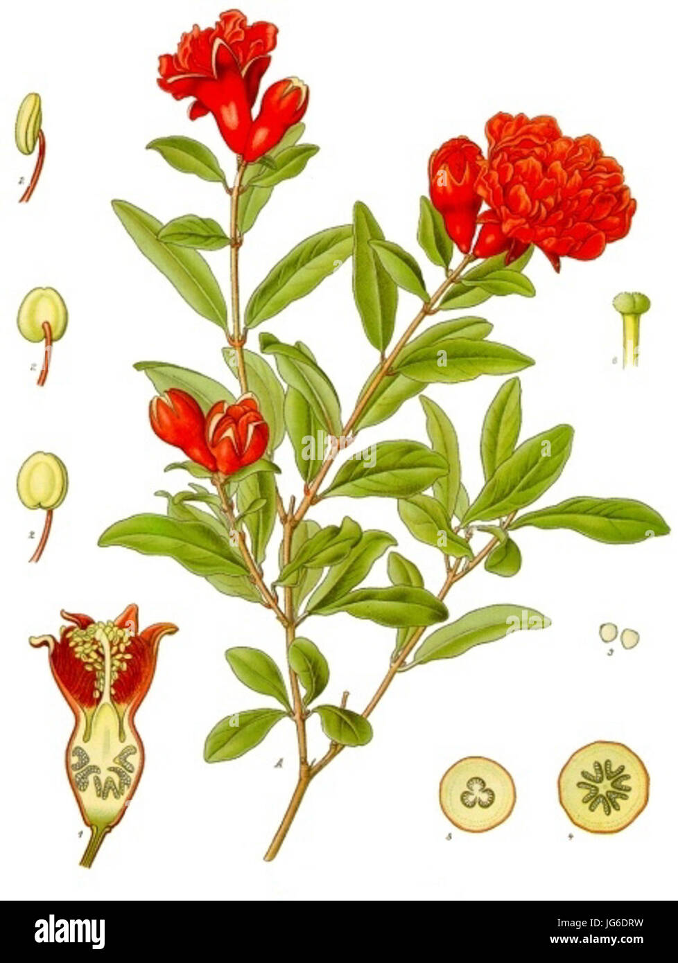 Punica granatum - Köhler-s Medizinal-Pflanzen-115 Stock Photo