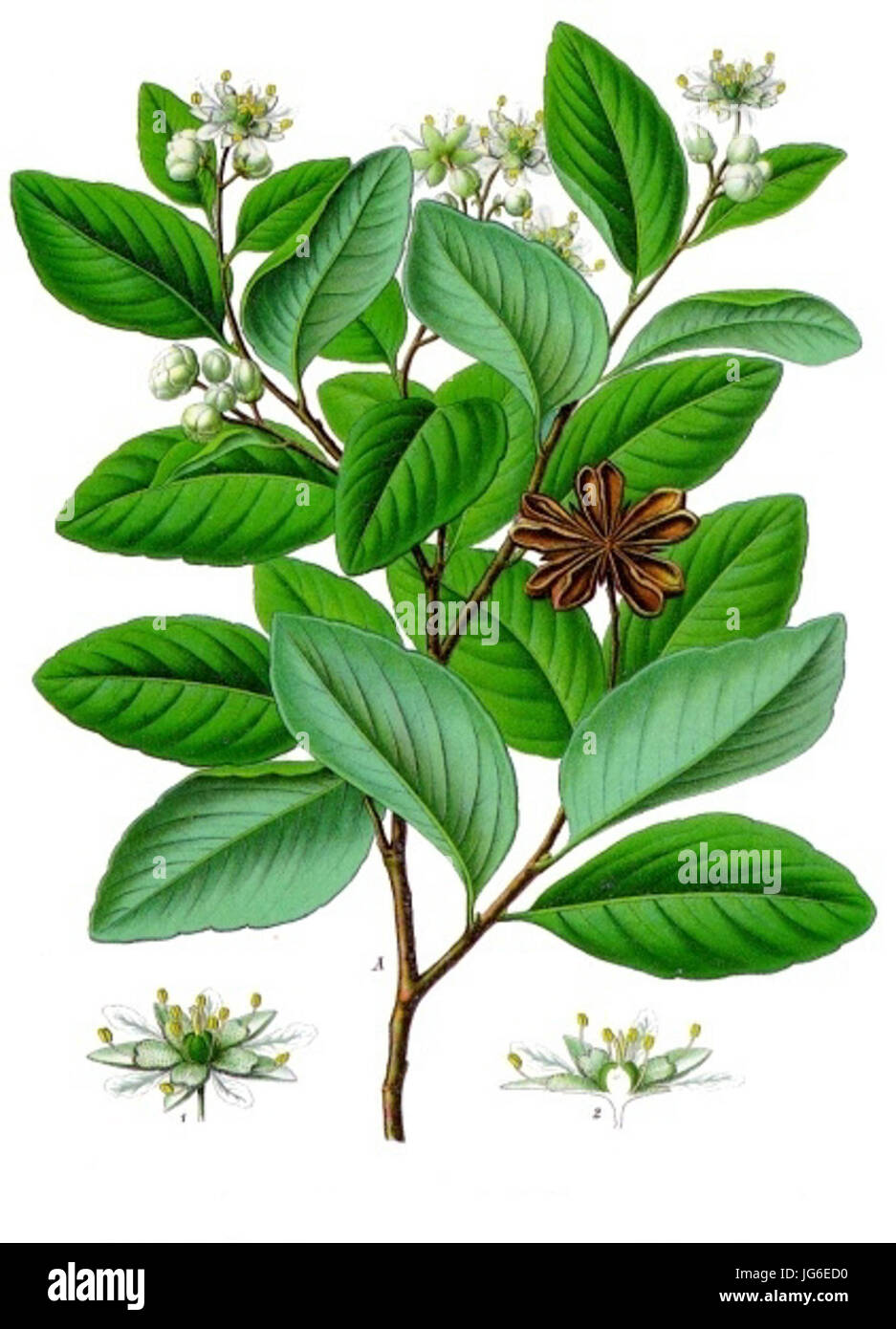 Quillaja saponaria - Köhler-s Medizinal-Pflanzen-119 Stock Photo