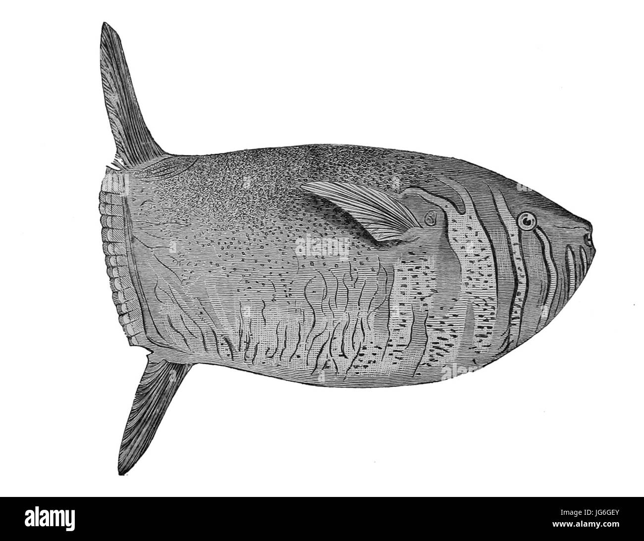 Ranzania laevis hi-res stock photography and images - Alamy