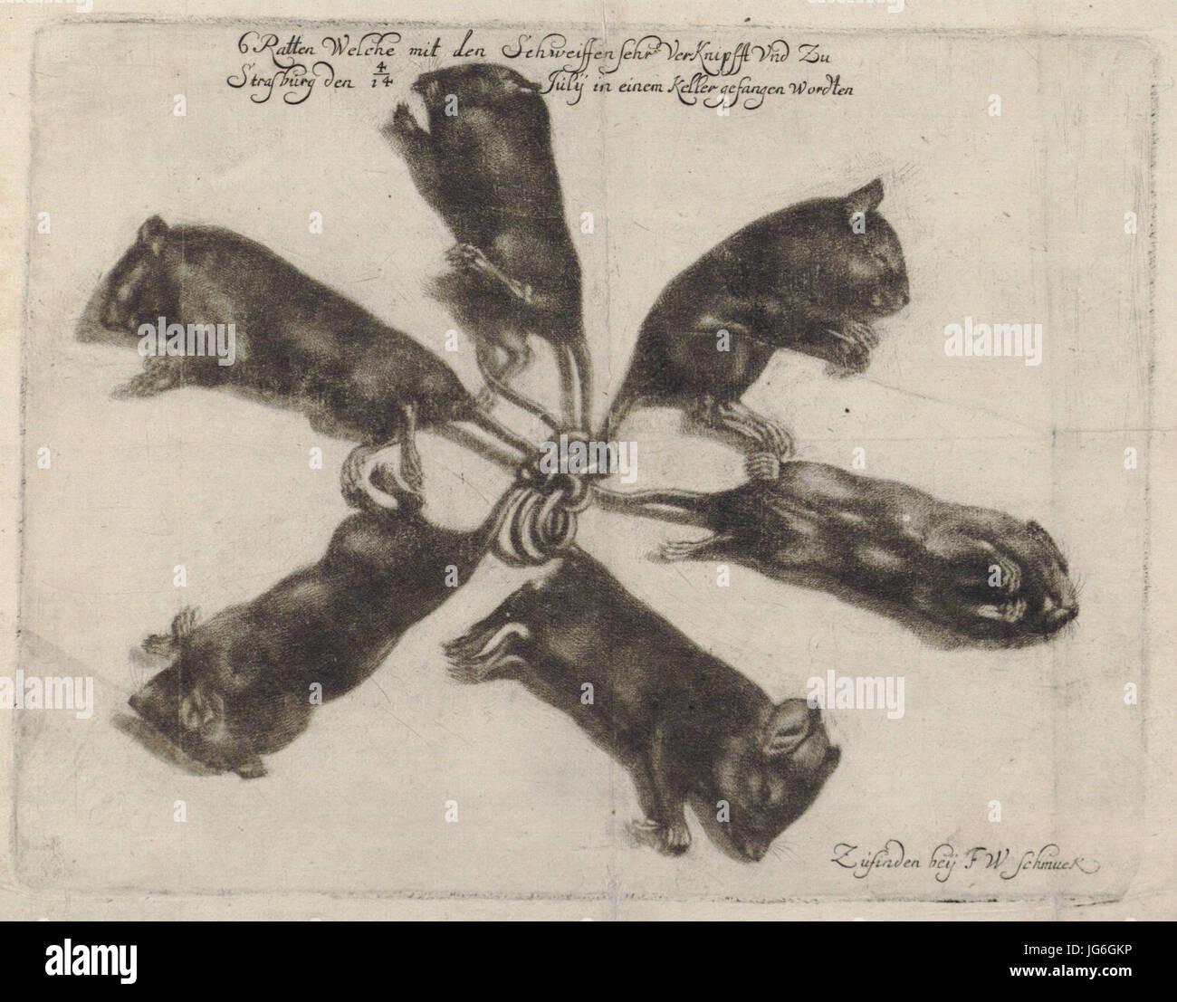 Rattenkonig hi-res stock photography and images - Alamy