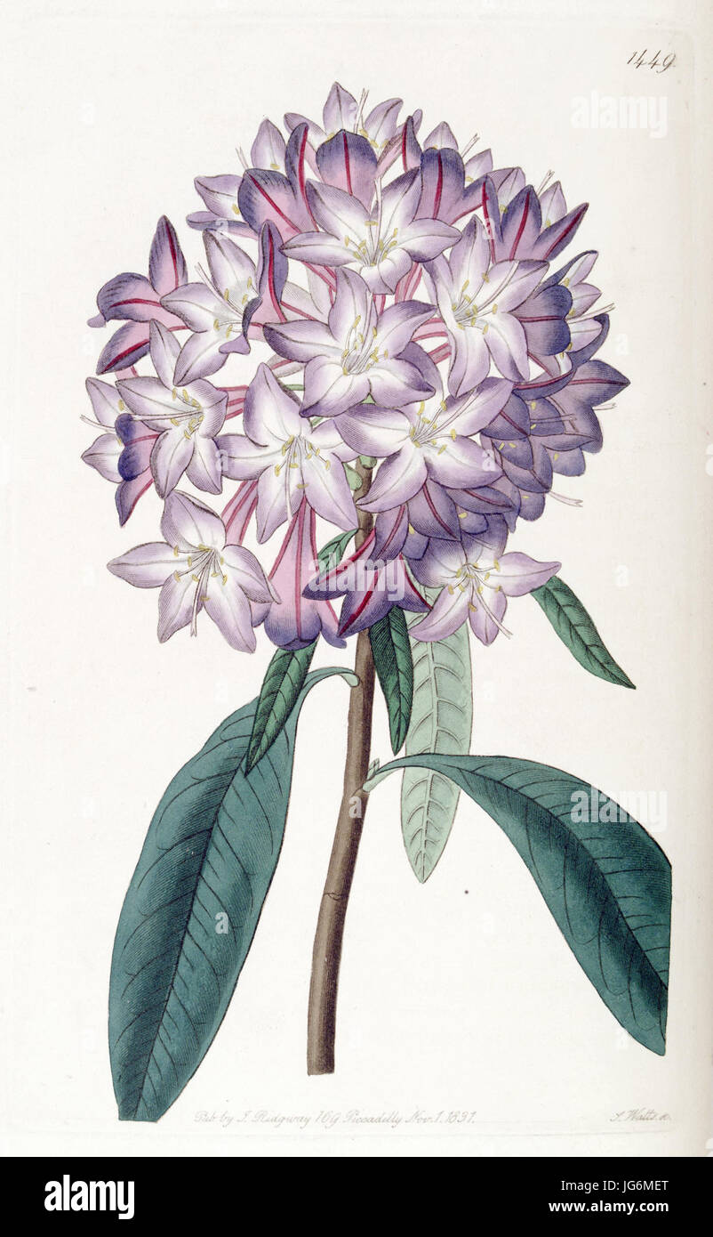 Rhododendron identification hi-res stock photography and images - Alamy