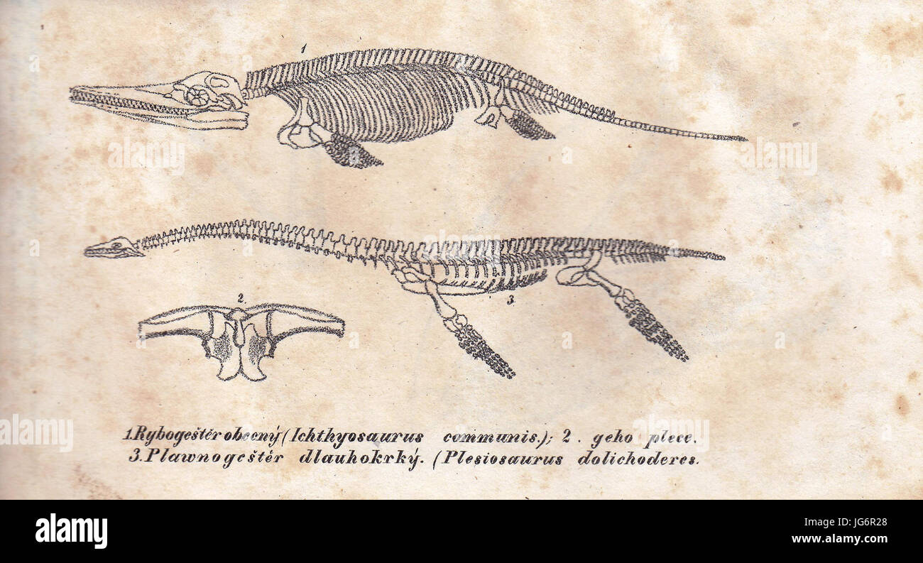 Rozprawa o přewratech kůry zemnj, Ichthyosaurus and Plesiosaurus Stock Photo