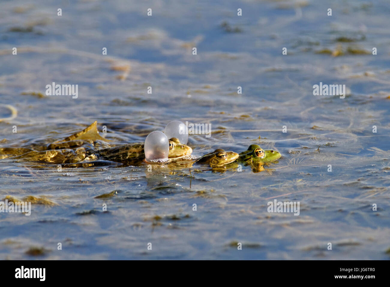 Green frog fight on the wetland Stock Photo Alamy