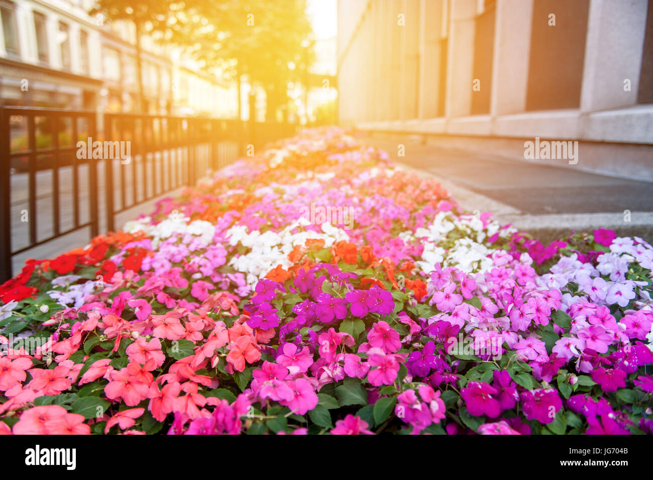Street at sunset, decorated with a large flower bed of white, pink
