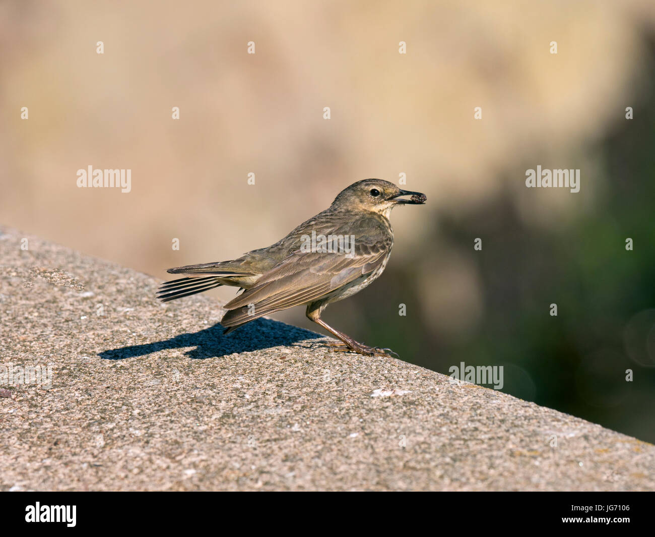 Rock pipit Anthus petrosus  East Lothian on the Firth of Forth Scotland Stock Photo