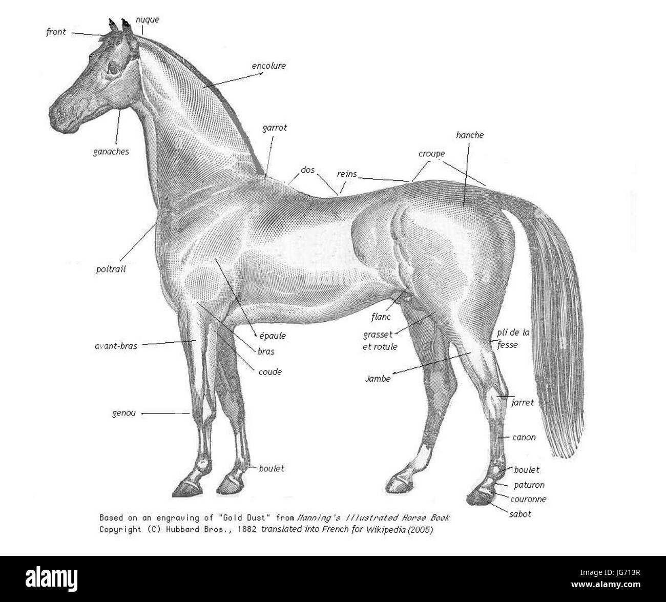 Animal anatomy illustration diagram Black and White Stock Photos ...
