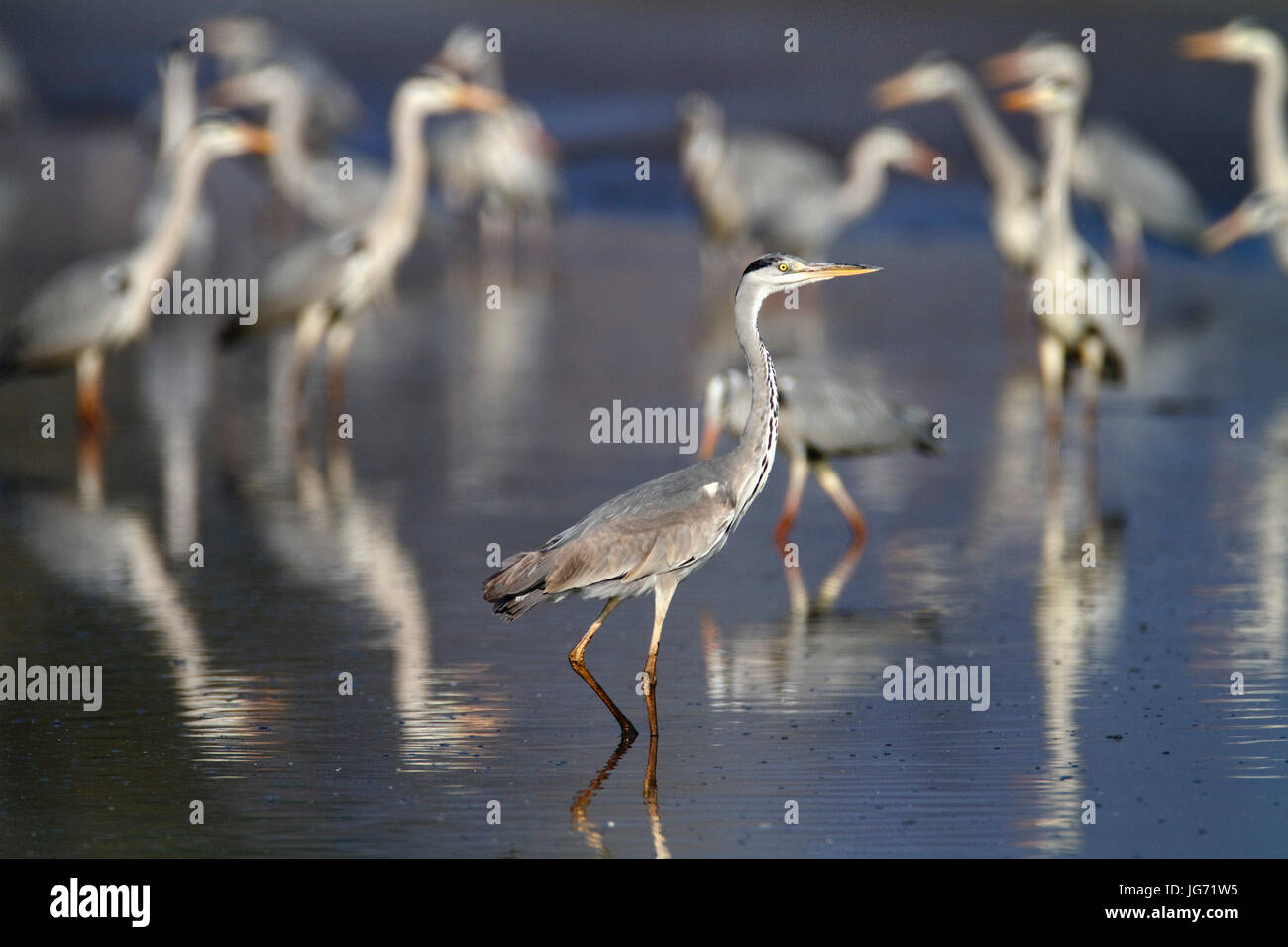 Flock of heron hires stock photography and images Alamy