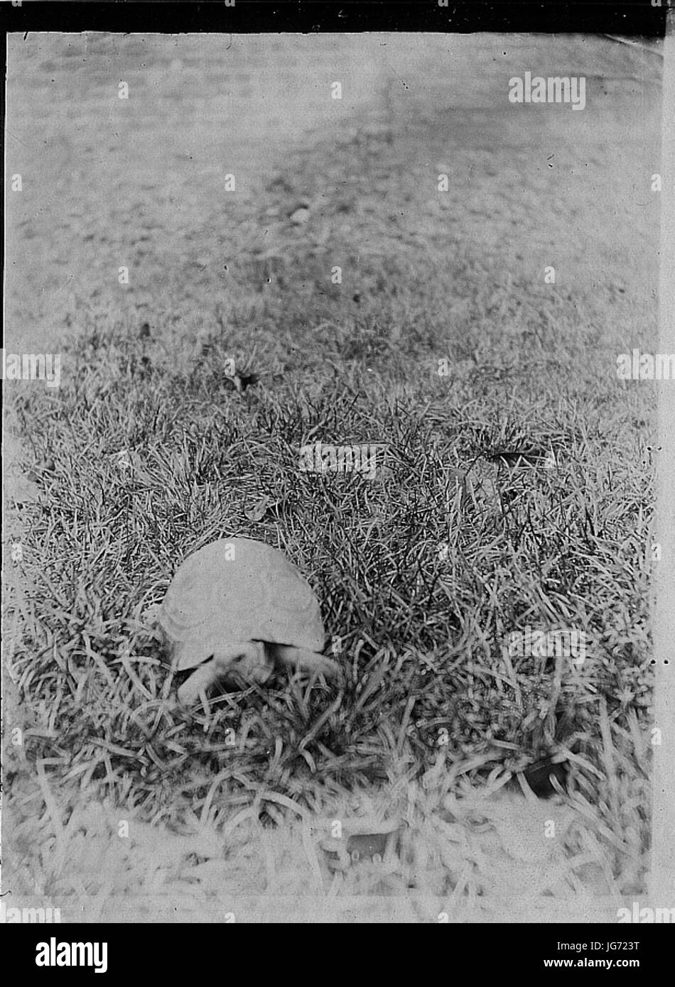 Schildkröte (1923) Stock Photo
