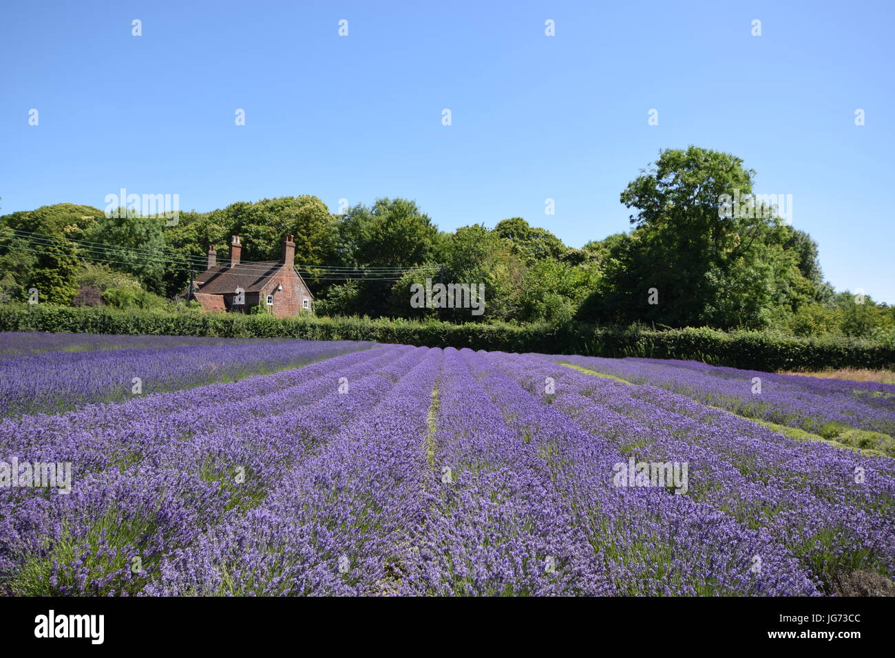 Downderry Lavender Farm 2017 Stock Photo