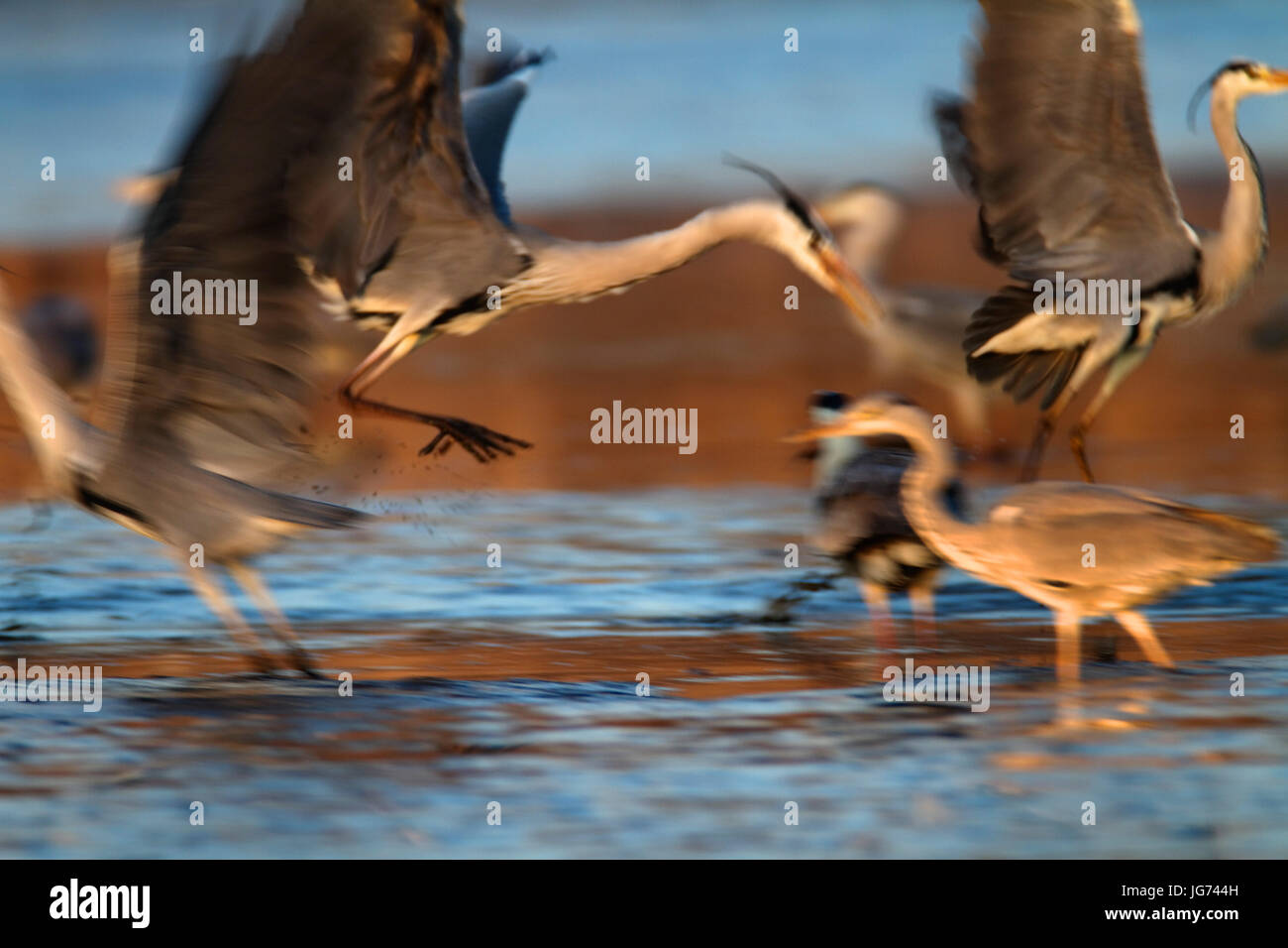 Flock of grey herons in shallow water Stock Photo Alamy