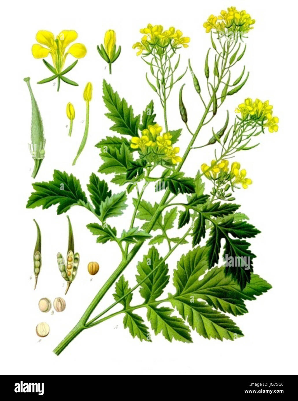 Sinapis alba - Köhler-s Medizinal-Pflanzen-265 Stock Photo