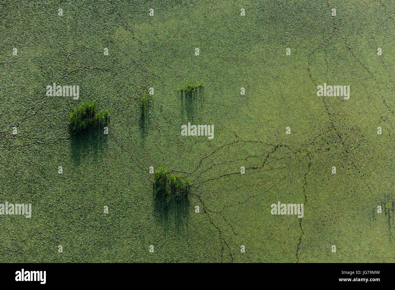 Aerial view of overgrown fishponds with water chestnut, Crna Mlaka Stock Photo