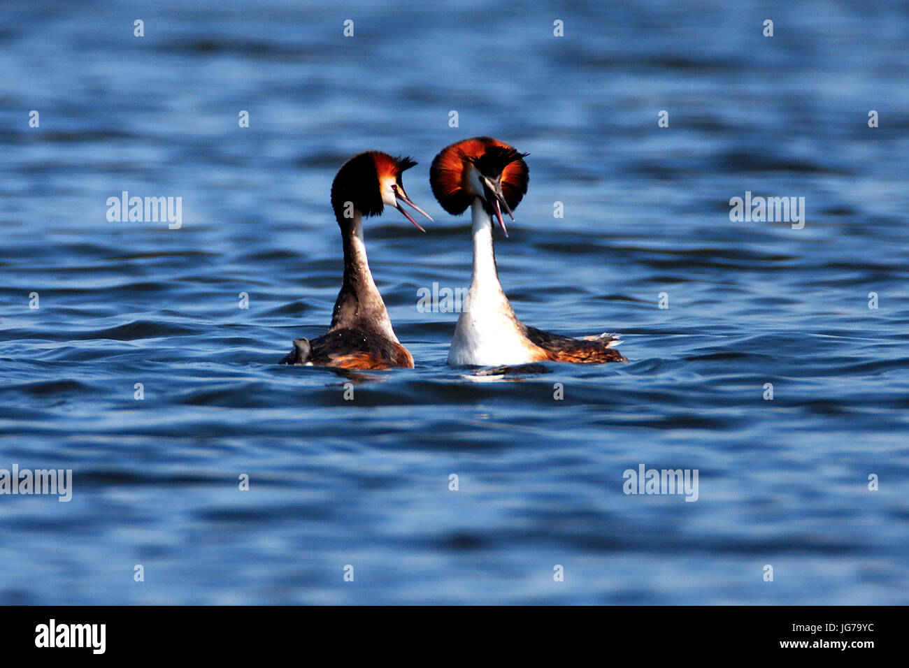 The great crested grebe mating dance on Crna Mlaka fishpond Stock Photo