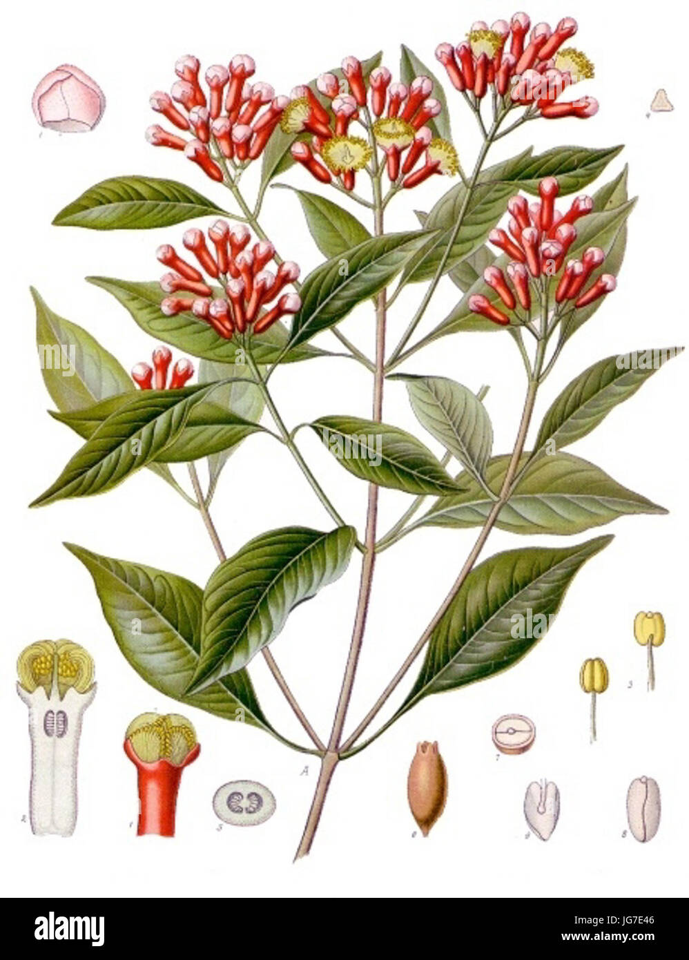 Syzygium aromaticum - Köhler-s Medizinal-Pflanzen-030 Stock Photo