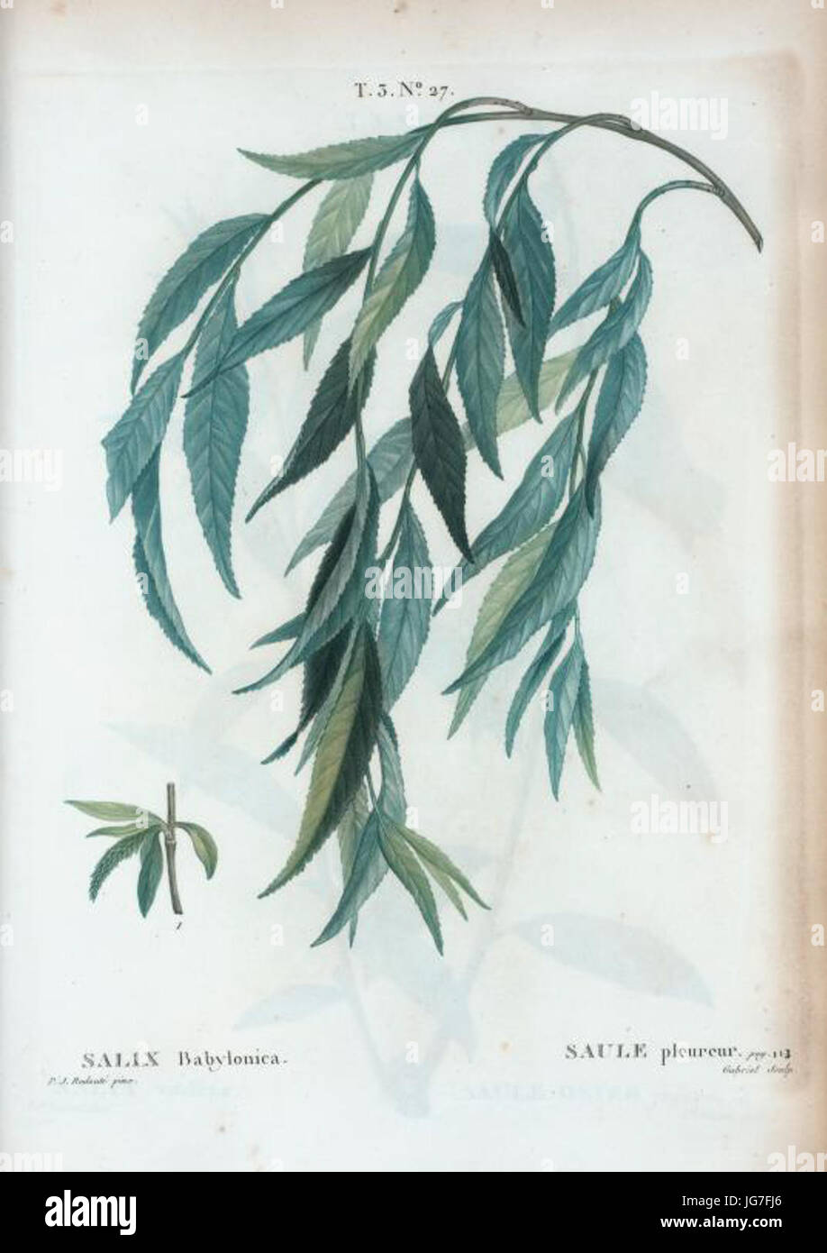 T3   Salix babylonica par Pierre-Joseph Redouté Stock Photo