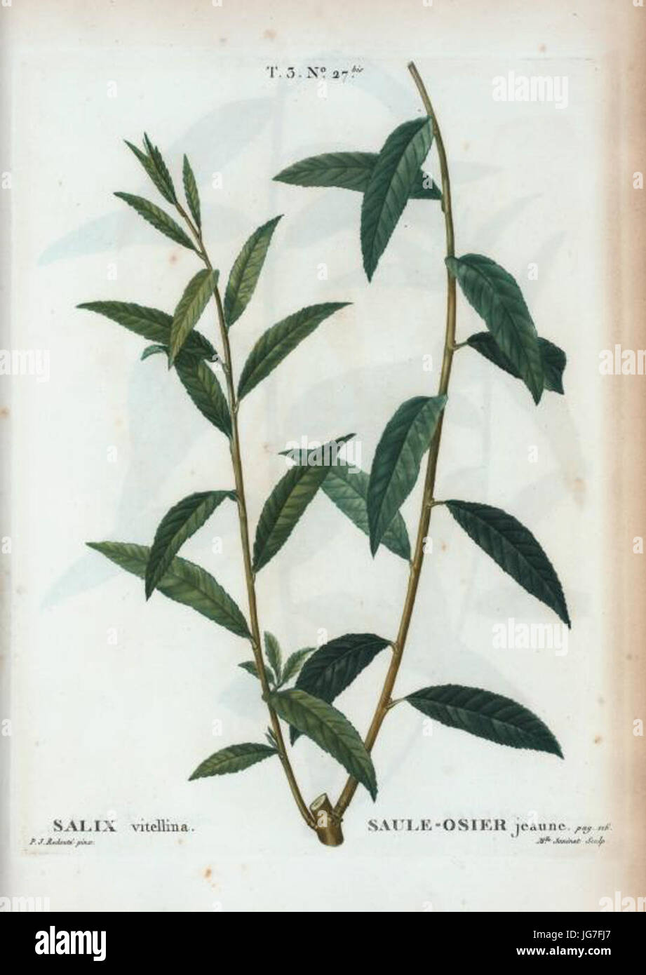 T3   Salix vitellina par Pierre-Joseph Redouté Stock Photo