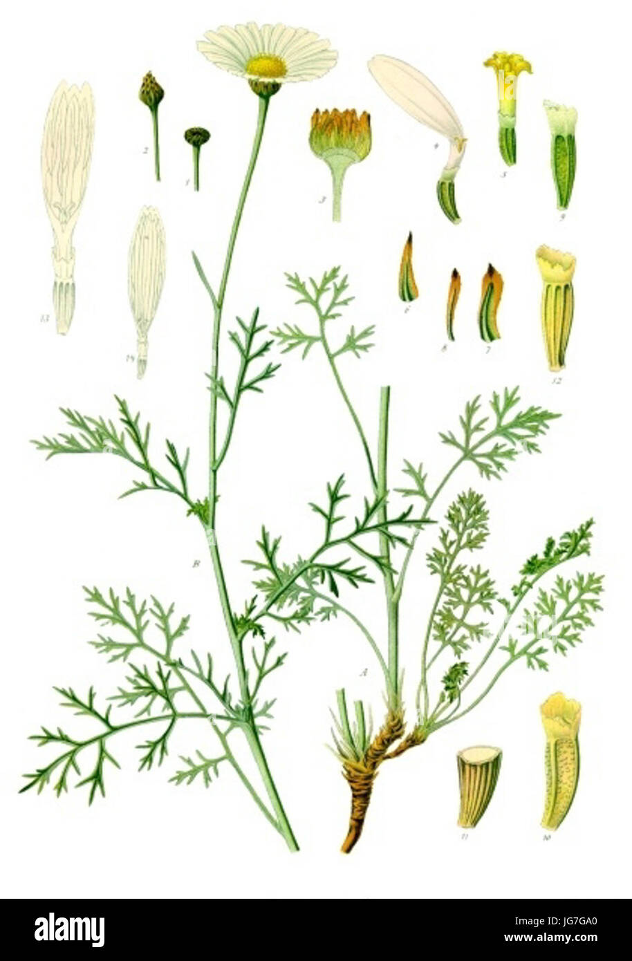 Tanacetum cinerariifolium - Köhler-s Medizinal-Pflanzen-269 Stock Photo