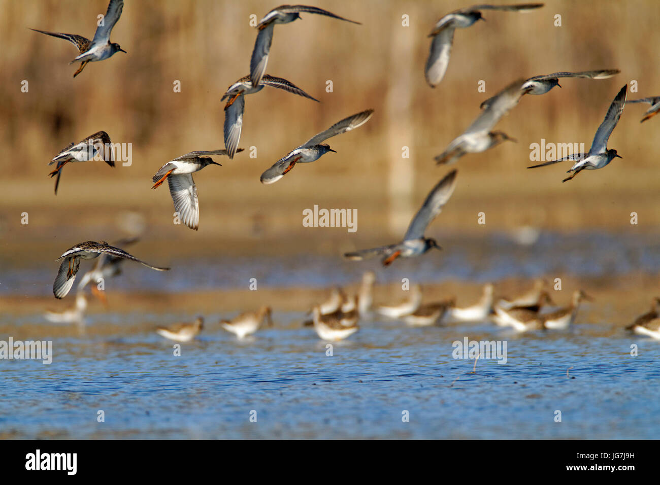 The Ruff In Migration On Crna Mlaka Fishpond Stock Photo Alamy
