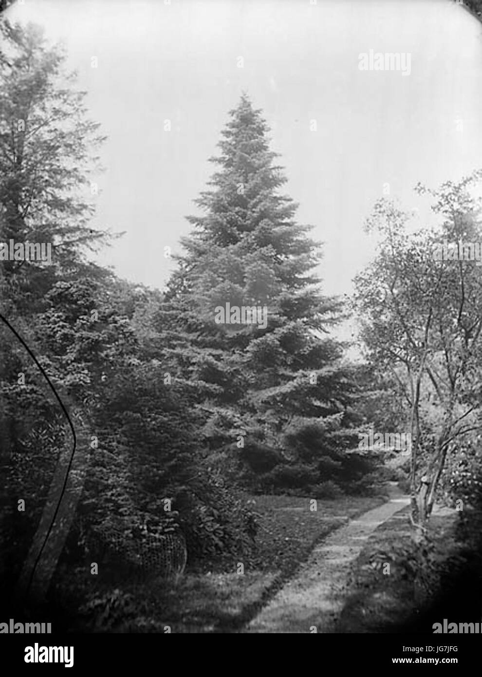 The celebrated tree at Plas Coed-coch Betws-yn-Rhos NLW3361138 Stock Photo