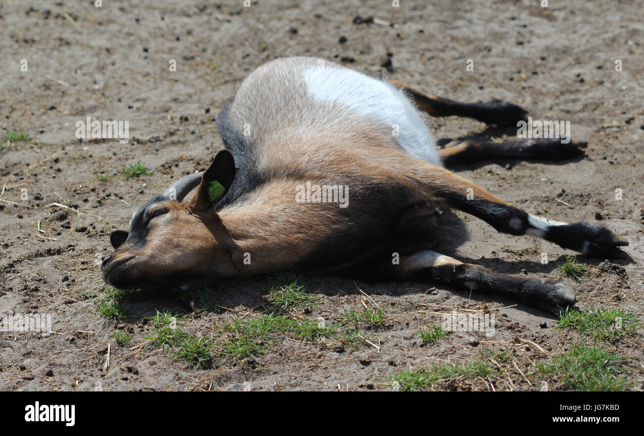 Pygmy goat on farm Stock Photo Alamy